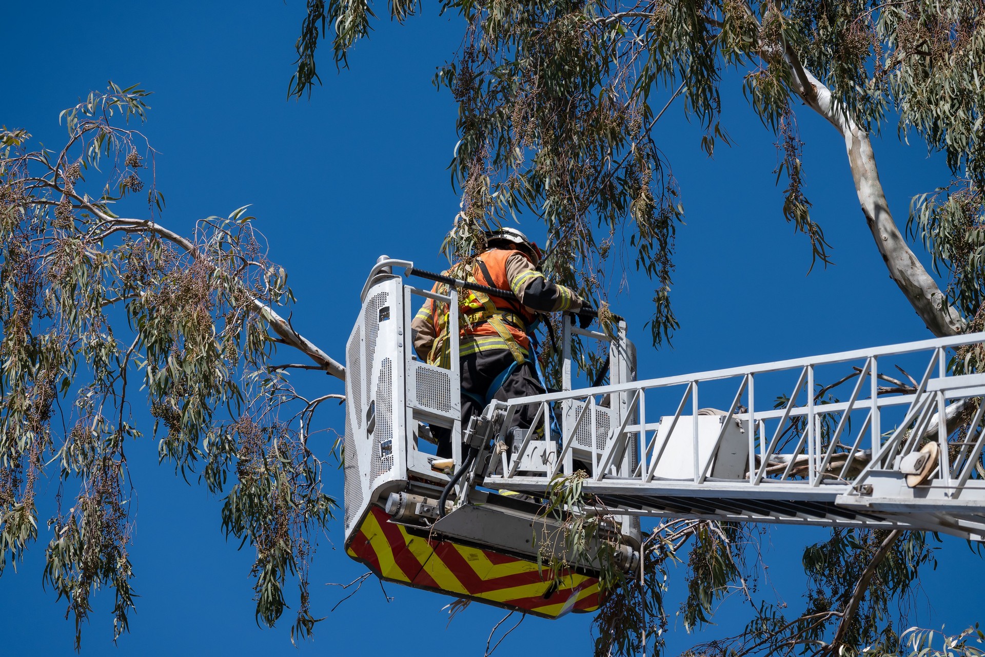 Firefighter doing tree rescue on top of ladder truck.